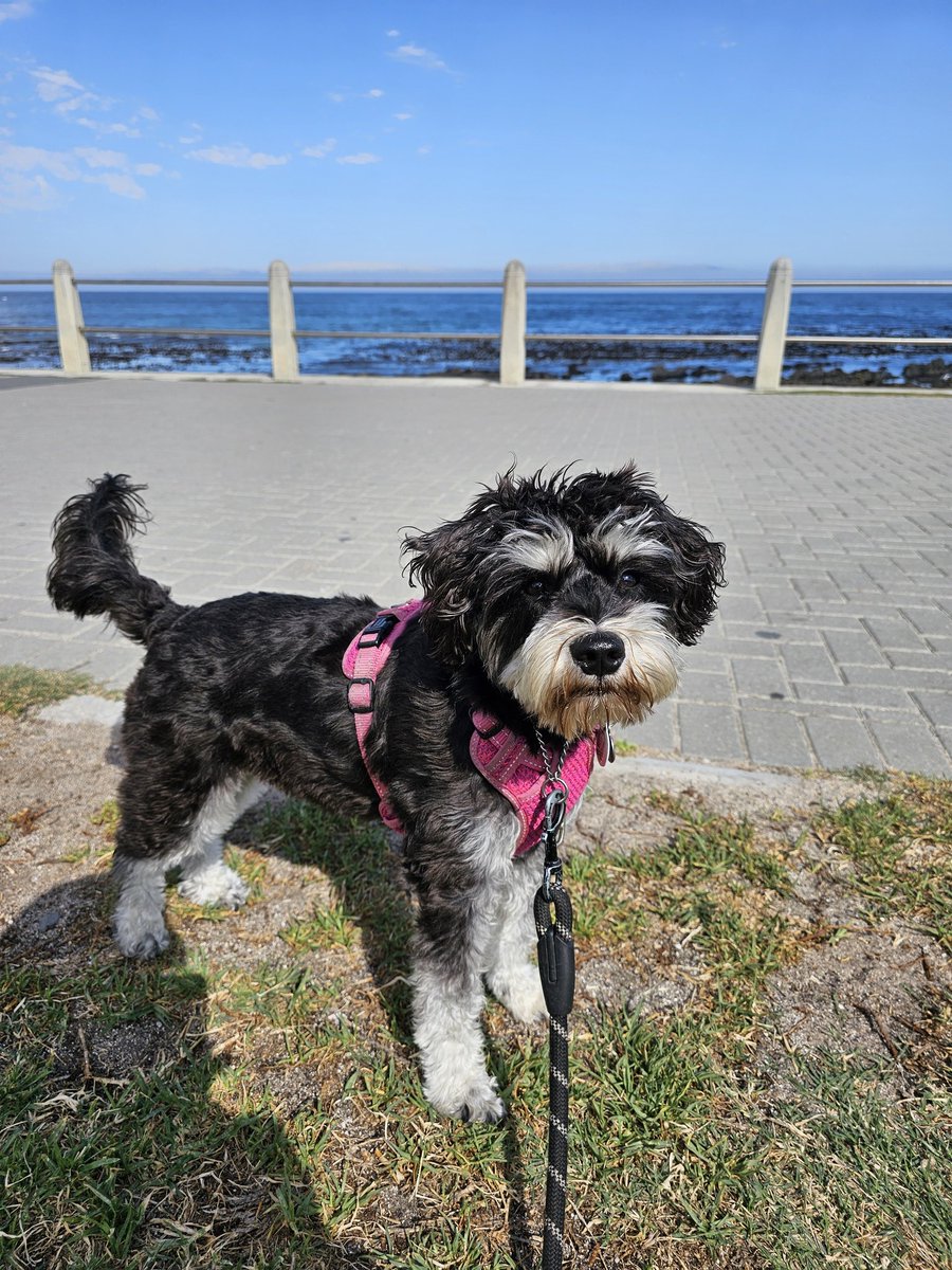 🥰

#miniatureschnauzer #schnauzer #miniatureschnauzersofinstagram #miniatureschnauzers #miniatureschnauzerpuppy #puppy #dog #pupfluencer #dogfluencer #dogsofinstagram #puppylove #puppylife #puppygram #puppiesofinstagram #CapeTown #SouthAfrica