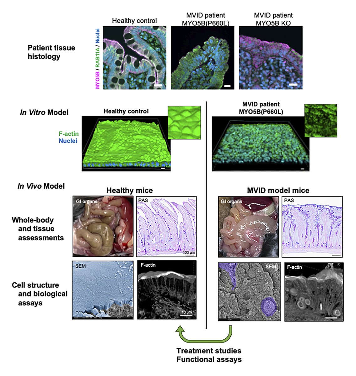 Journal of Cell Biology tweet media
