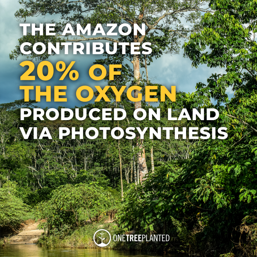 forestflask's tweet image. 