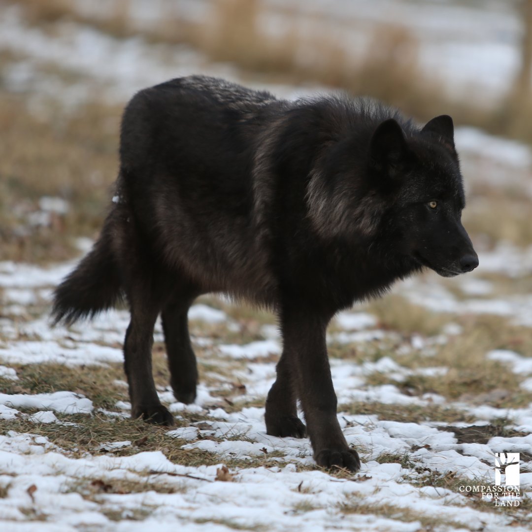🐺 Meet the Alexander Archipelago Wolves: uniquely adapted to the dense, coastal forests, these wolves are found exclusively in the Tongass. #TongassNationalForest #WildlifeWonders #AlaskanBears #CoastalWolves #ConservationMatters #CompassionForTheLand