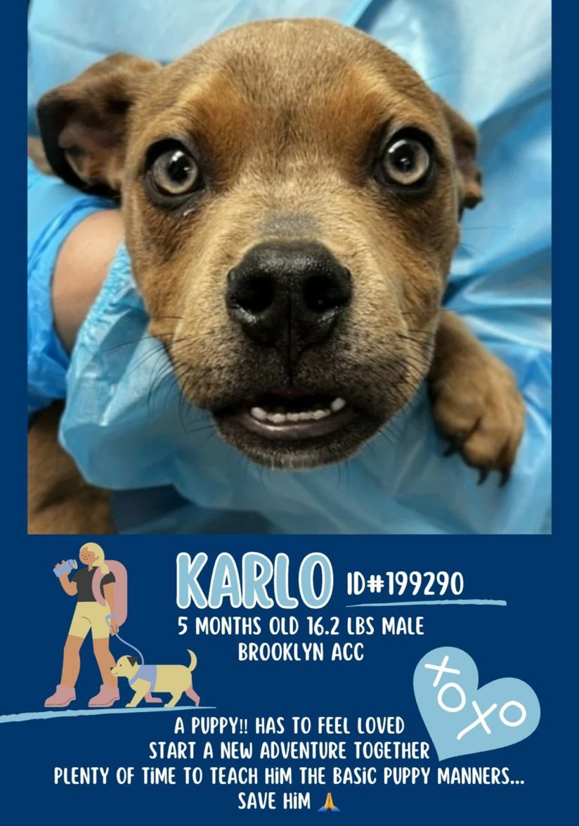 🐶 #Adoptme KARLO only 5mths! #BACC Nycacc.app #199290🐶 Just an adorable baby playful loving funny just teach him basic manners +training with your help he'll turn into a well behaved dog ❤ Dm @CathyPolicky @SuzanneSugar #FostersSaveLives 🙏🐾💞