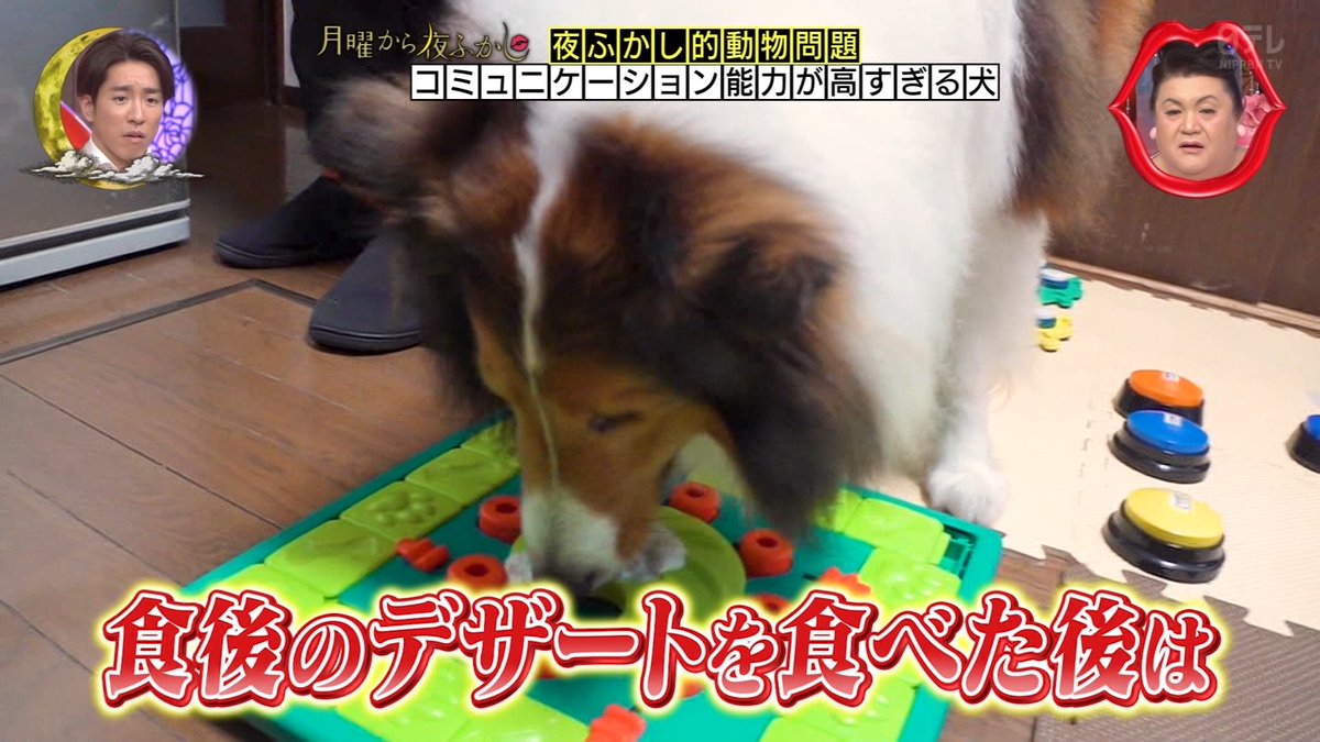 飼い主が要したボタンを駆使してコミュニケーションを取る犬 #月曜から夜ふかし