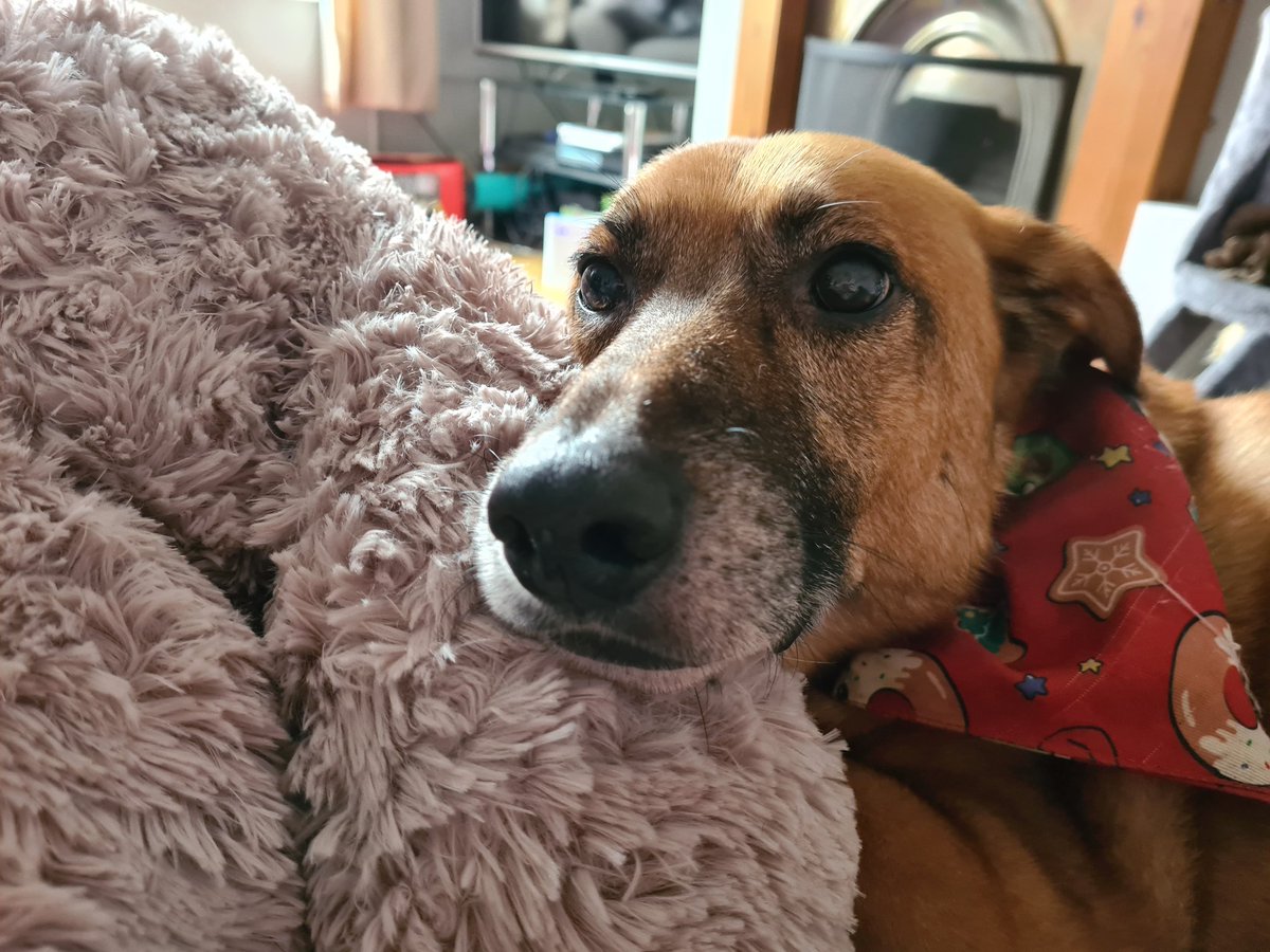 MistyRosethorne's tweet photo. @JennyJinya Exactly why I adopted my boy Clyde. The shelter reckoned he was around 11, and he'd had such a hard life - his previous owner treated him so bad he went to jail. He'll never be hurt like that again #adoptdontshop https://t.co/wpz1XtG4T5