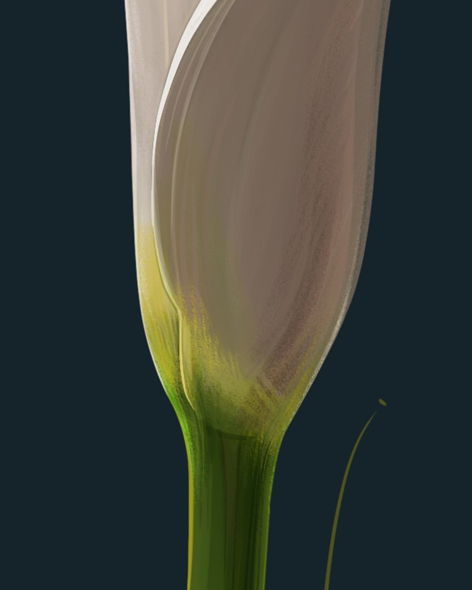 Because I'm a botany nerd, I spent some time detailing the spadix, which is the actual flower (not the white 'petal' which is actually a specialized bract). But this is the most I could do in an hour.