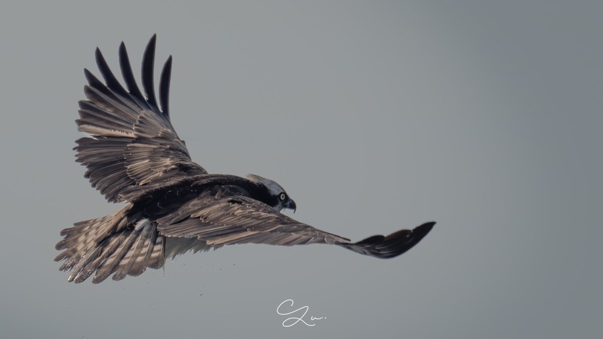 おやすミサゴ〜　 🦅💨

#ミサゴ #Osprey #野鳥撮影
#SONY #SonyAlpha #α1 #600GM
#これソニーで撮りました #4k