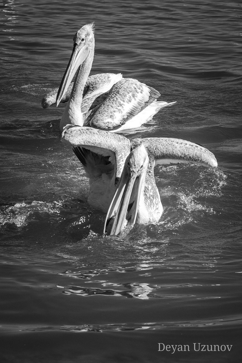 Pelicans in Lake Kerkini In the timeless serenity of Lake Kerkini, amidst the gentle ripples of its tranquil waters, two majestic pelicans engage in a ballet of grace and elegance. Captured in striking black and white, their movements are a testament to the timeless beauty...