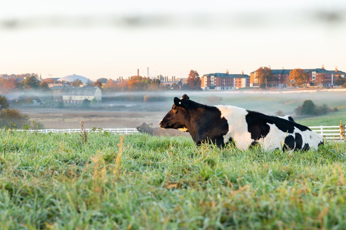 Learn more about the cows behind the delicious ice cream at the Dairy Bar and how extensive faculty- and student-led research on them is contributing to more sustainable food practices! brnw.ch/21wJvrV @UConnANSC
