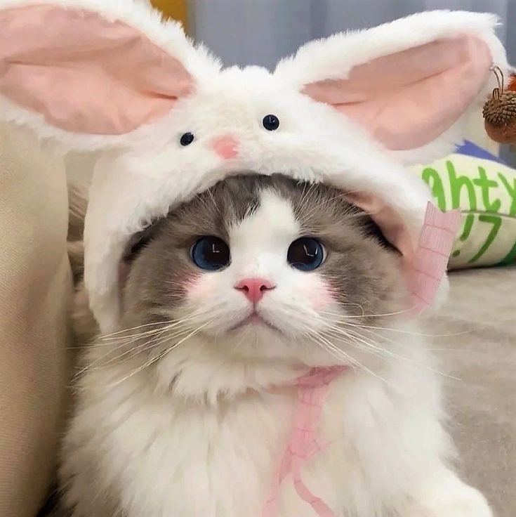 Silly Cats ❤️ Xally tweet media