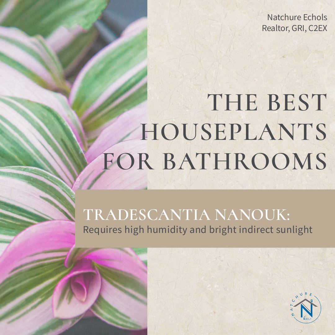 Add some greenery to your daily routine with this hardy houseplant that thrives in steamy showers and damp environments #bathroomjungle #plantlife #homedecor
