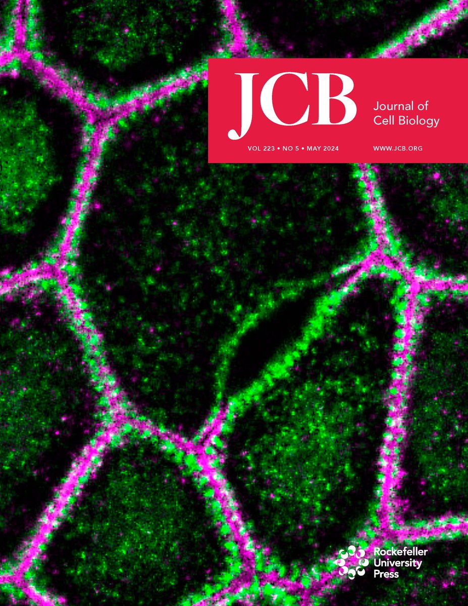 .@JCellBiol's May Issue is out! ➡️ hubs.la/Q02vLmCj0
The cover shows STED microscopy image of myosin IIA (green) and ZO-1 (magenta) of claudin/JAM-A KO MDCK II cells. From @tann_nguyen, @tetsuotani1 et al. (hubs.la/Q02vLhrT0)