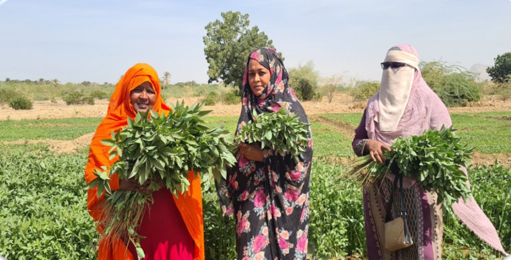 In conflict-torn #Sudan, @WorldVegCenter @CIMMYT @CGIAR through #FeedTheFuture @USAID are equipping El-Haram Agricultural Cooperative, a women-led farmers group, based in Kassala, with new skills to cultivate abundance, food security & resilience.
bit.ly/4bmimU9 #السودان