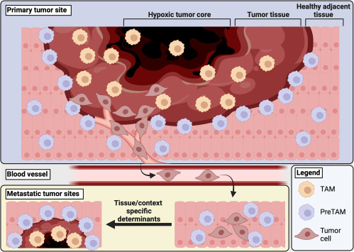 🔍📰New #review in @Cancer_Cell by Dr. @DirenaAC-#IRBBarcelona, Dr. @FGinhoux-@GustaveRoussy et al: 📜'A temporal perspective for tumor-associated #macrophage identities & functions' ➡️shorturl.at/yNRS9 📌doi.org/10.1016/j.ccel… #CancerResearch #Immunology #Inflammation