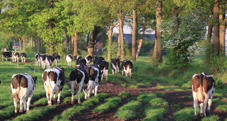 #Koe🐄|Moeten onze koeien zich aanpassen? Een overgang naar een natuurinclusieve melkveehouderij vereist niet alleen veranderingen van de veehouders, maar ook van de koeien. Het best zijn de robuuste en veerkrachtige dubbeldoelrassen. Lees hier meer👉wur.nl/nl/nieuws-wur/…