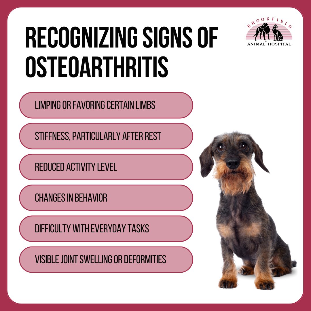 From subtle changes in behavior to visible discomfort, recognizing these signs can help you provide timely care for your furry friend. Stay informed, stay proactive! #PetHealth #OAawareness