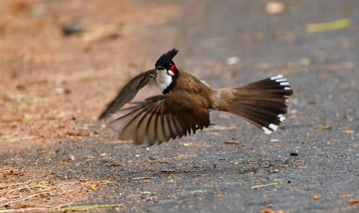 Ground level flight

Red cheeked bulbul
Kolkata
India
6.5.24
#nirupdatta #nikonz50 #natgeowild #discovery #wildlifephotography #wildlifephotographer #natgeoyourshot #nature #natgeo #natgeoindia #bulbul #redcheeked #indiaves @IndiAves @NatGeoIndia