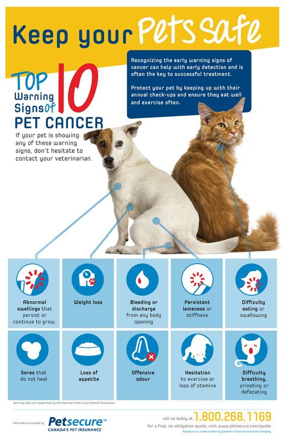 Consider these top 10 warning signs of #petcancer. For vet-approved info on lumps and bumps in pets: bit.ly/4b07FGS . . . . #PetCancerAwarenessMonth #Cancer #DogCancer #CatCancer #Tumor #DogTumor #CatTumor #Tumour #DogTumour #CatTumour #NationalPetCancerAwarenessMonth