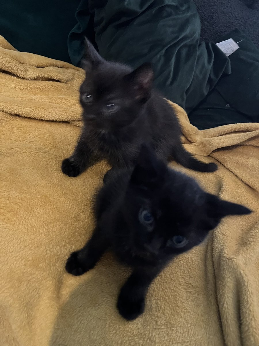 Say hello to the newest members of the Neville household, Winnie and Wilbur!