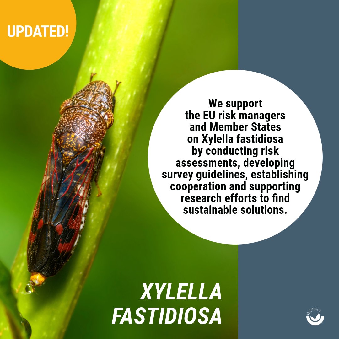 🌱 Exciting news! We've updated our #PlantHealth & #XylellaFastidiosa topics. Check out the latest info on our website: 🌿 Plant Health → europa.eu/!Qv93mH 🍃Xylella Fastidiosa → europa.eu/!6fqCCY But wait, there's more - we have new subpages! Scroll down 👇