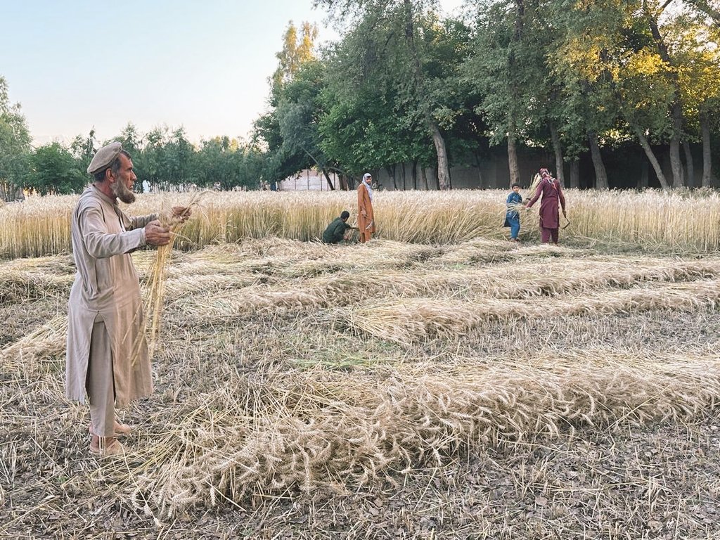 Wheat harvest started in Afghanistan’s #Nangarhar province. Despite recent torrential rains destroying some of the wheat fields, farmers are still optimistic about a good yield.