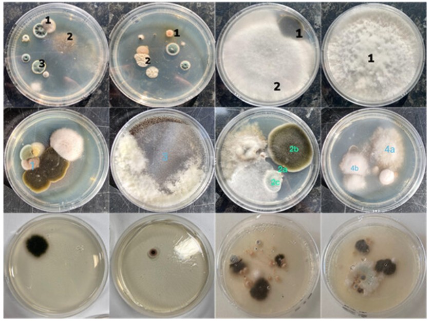 #MicrobiologyMonday: Fungal spores are everywhere. In a citizen science activity outlined in #JMBE, high school students collected airborne fungal spores to bolster their scientific literacy & expand researchers' repertoire of fungal isolates. asm.social/1QV