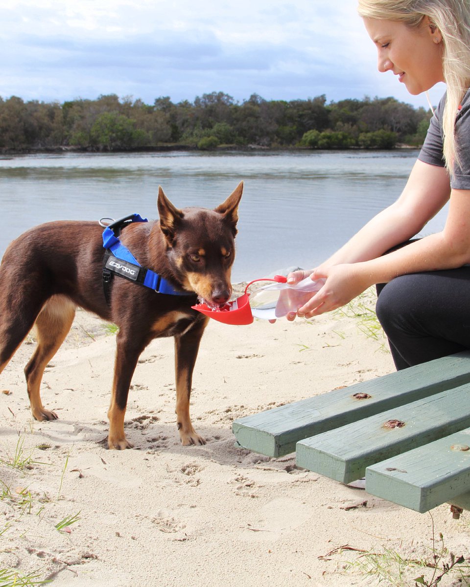 We like to make it easy 🐾 Our Leaf Bottle is convenient and compact ☑️ Lightweight & Portable ☑️ 600ml water reservoir ☑️ Flip out leaf bowl perfect for hydration on the go Did we mention it’s leak proof and BPA free? What more could you need! #ezydog #dog #dogs #beach #water