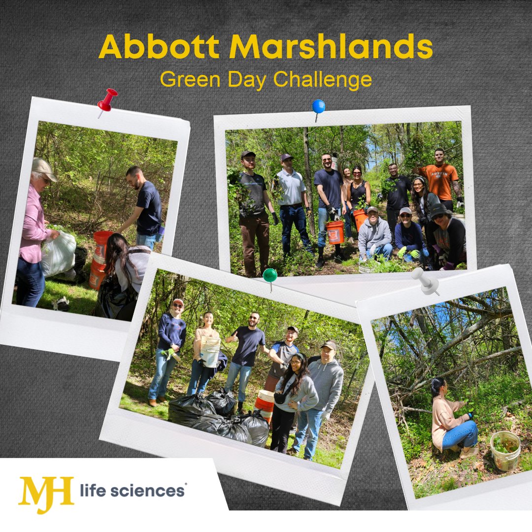 Teamwork makes the dream work! Proud to have pitched in to reclaim Abbott Marshlands from invasive plants. Together, we're restoring balance to nature, one weed at a time. 🌿🌱 #MarshlandsRevival #CommunityEffort #MJHTeam #MJHLifeSciences #SPIRIT