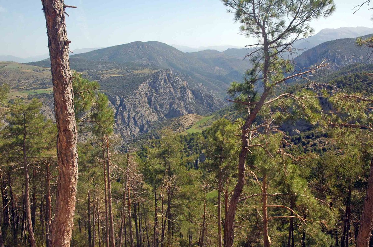 🌲 Los bosques de los Pirineos, además de ser uno de los principales activos económicos de la zona, representan un valioso patrimonio natural de gran importancia ecológica para la conservación natural a escala europea. 

@FBiodiversidad #ProyectosPRTR #PlanDeRecuperación