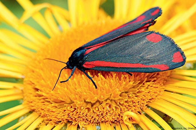 Why Do Cities Need Moths? 🏙️ In a recent study during the growing season, scientists discovered that nectar-feeding moths account for a third of all pollination of urban flowering plants, including crops and trees. 🌲 | 📸: Wirestock, Inc. Read more 📲: ow.ly/Tv6P50Rv7FY
