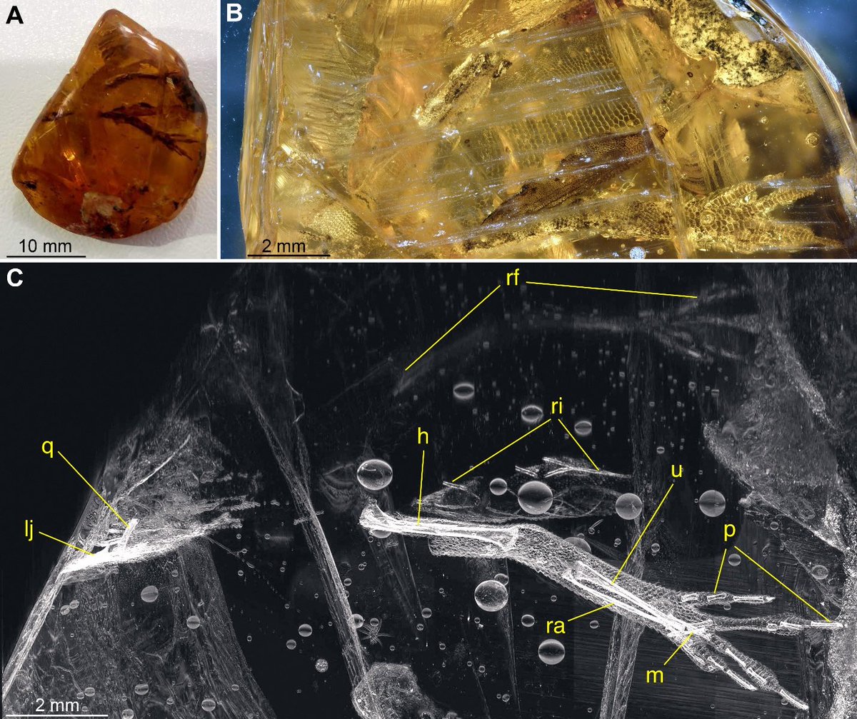 New paper! You can ID Anolis ecomorphs from just an arm! We (@KevindeQueiroz1 et al) compared the arm morphology of a fossil anole in amber to those of extant Anolis species. We can pretty confidently say the fossil belongs to a Trunk ecomorph lineage. doi.org/10.1670/23-058