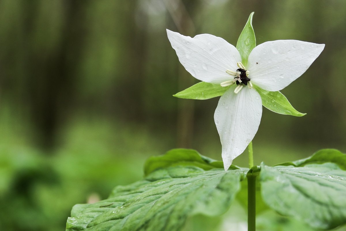 When you realize how short life is, you ought to celebrate it even more🌼 Spring ephemerals grow for a limited time when conditions are favorable. They emerge quickly, reproduce, & go dormant, typically within 2 months. #NationalWildflowerWeek 📸Trillium by Gary Peeples/USFWS