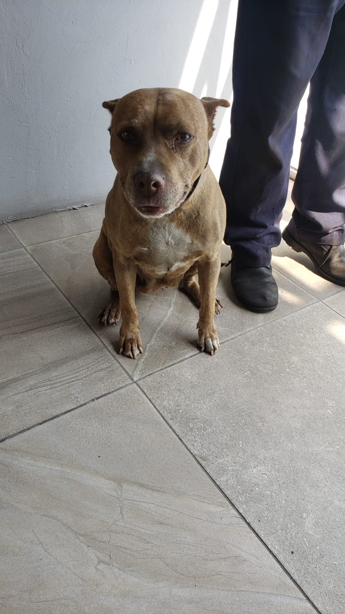 Nada aún para esta chaparrita hermosa, es súper linda y amigable, convive con perros y gatos #rt #cdmx #AdoptaNoCompres Wats 5548724347