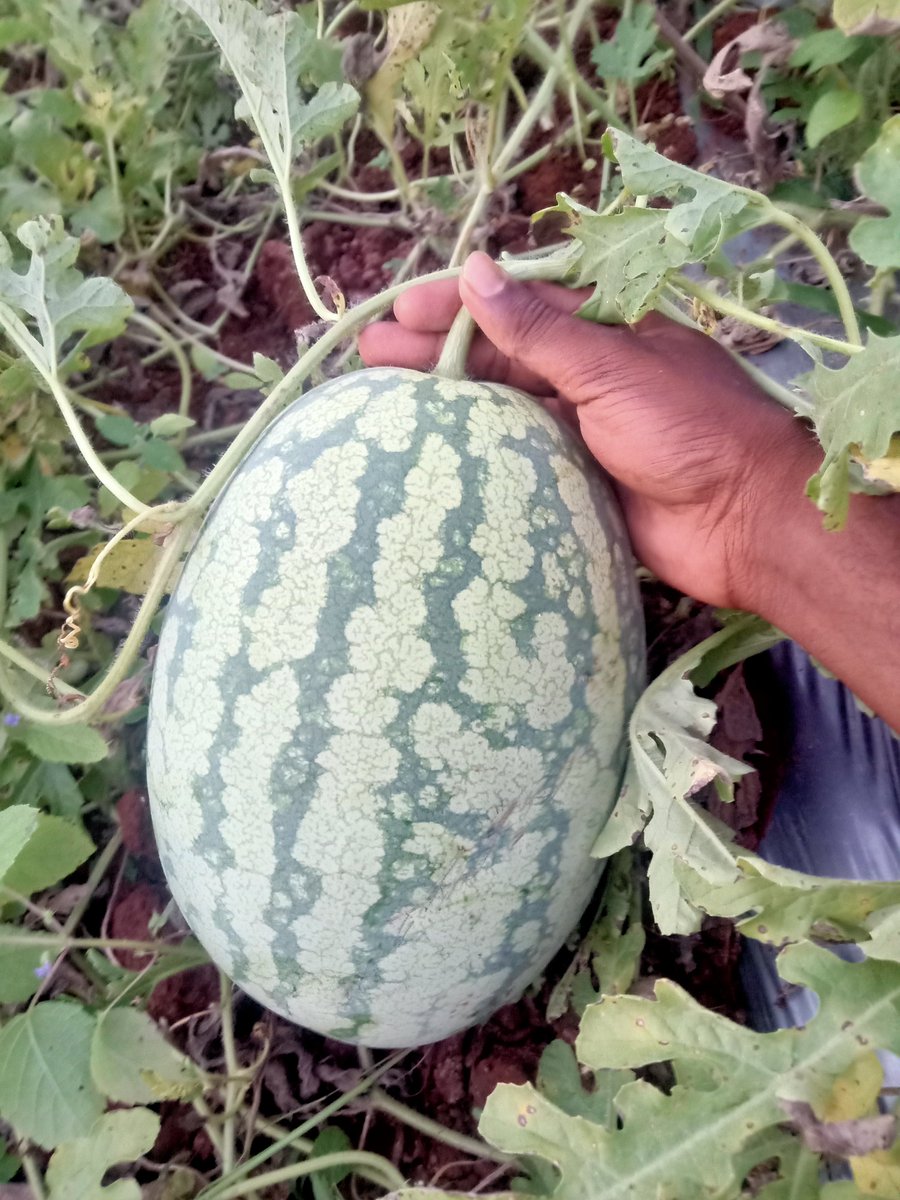 #watermelon 
#agriculturelife
.
@rajkumar_photography__
.
#naturefield #paddyfield #India #nature  #travelphotography #agriculture #paddy #farmer #farmersday #agricultureland #cultivation #agriculturefiels #agriculture #villagelife #cow #farmers #tamilnadu #futureindia