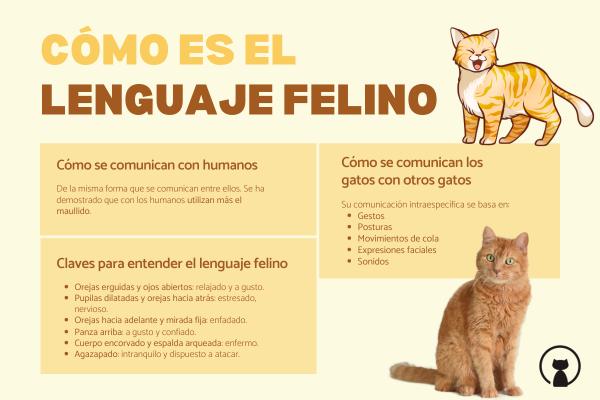 Cómo se comunican los gatos soyungato.com/como-se-comuni… #razasdegatos