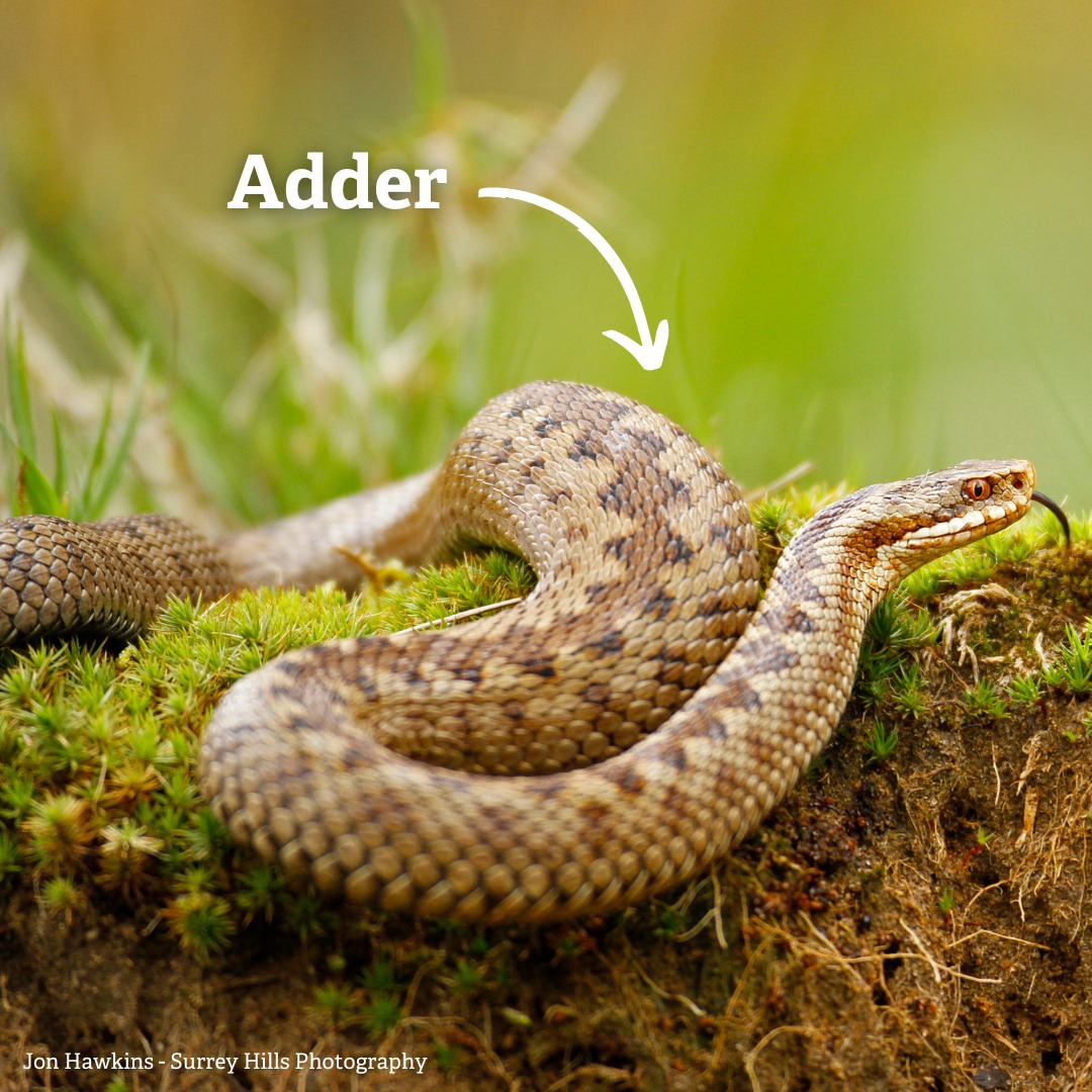 Could you tell the difference between a grass snake and an adder? 🐍 There are three different species of snake in the UK, and in Somerset, you're most likely to see either a grass snake or an adder. Read more here: wildlifetrusts.org/how-identify/i… #Somerset #Wildlife #Snakes