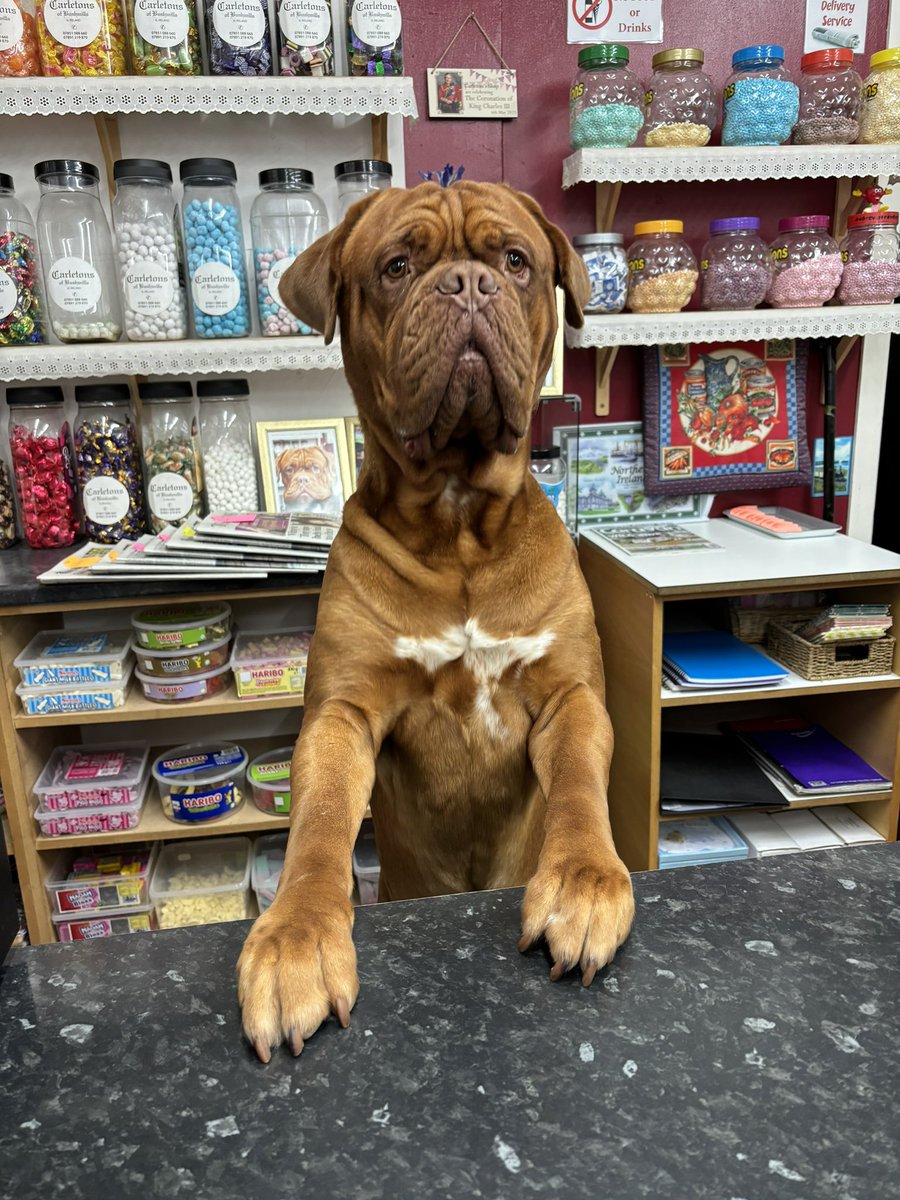 Met this beautiful boy working in a newsagents near the Giants Causeway, his boss says he does a good job of helping her count the money at the end of the day! Gorgeous Bentley 🤍🐶 #GiantsCauseway