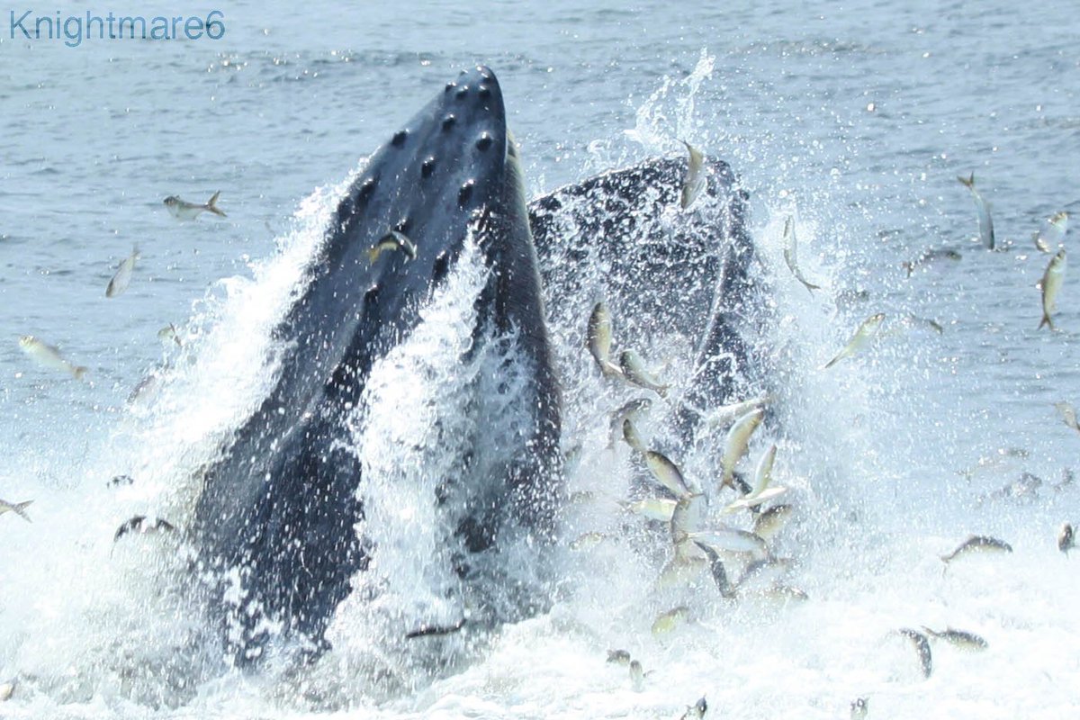 Happy National Photography Month!

People are still amazed that there are humpback whales right off the waters of New York City!

#ShotOnCanon #NYCWildlife #HumpbackWhale