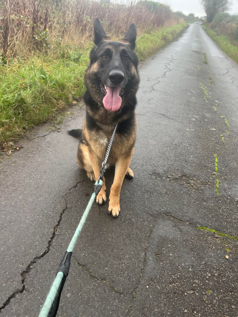 Enzo is 4yrs old and he is looking for a child and pet free home, Enzo can push boundaries and dislikes anything on 4 legs so he will need a very exp home #dogs #germanshepherd #Essex gsrelite.co.uk/enzo-3/