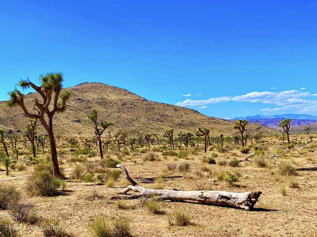 Check out our exhibit, 'California Dreamin',' at the Hummingbird & Dragonfly Art Gallery, LA. And follow us, we follow back! View the full show on our website hummingbirddragonflyartgallery.com 'Joshua Tree National Park' Denise Reinhardt #FolloMe #follow #folloback #FOLLW #folloback