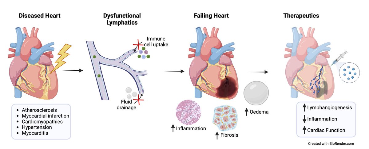 The Role of the Lymphatics in Cardiac Disease ahajrnls.org/44wDG6R