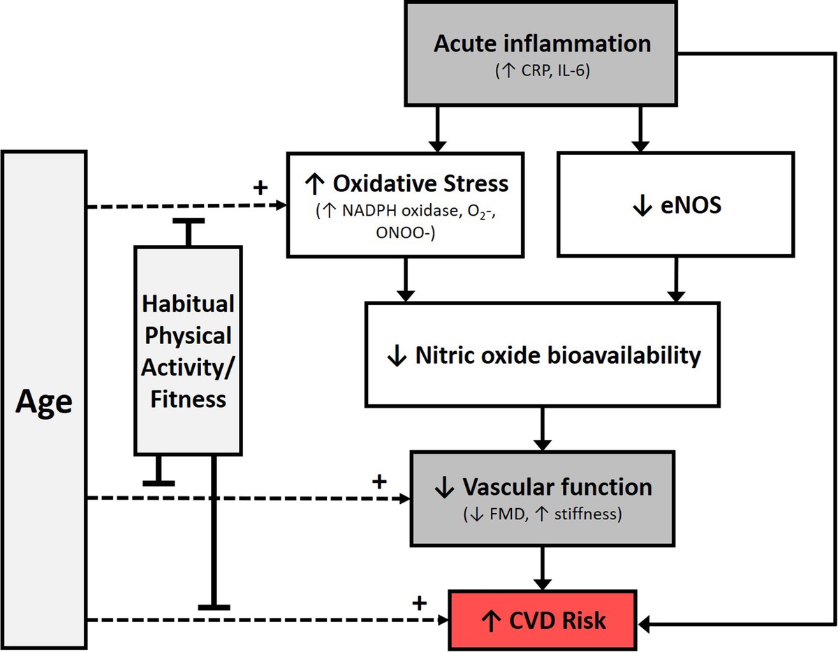 Higher cardiorespiratory fitness may accompany greater arterial responsiveness post-acute inflammation in older adults. brnw.ch/21wJvw9