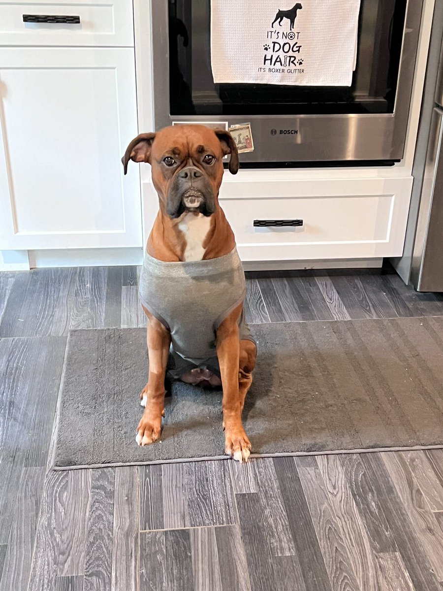 Sweet Luna on this cold rainy Monday. She’s doing great and has one more week with her stitches. #boxerpuppy #boxerdogs #boxerlife #boxerlovers #boxersrock #boxersoftwitter #boxerdogsoftwitter #dogsoftwitter #dogsofx
