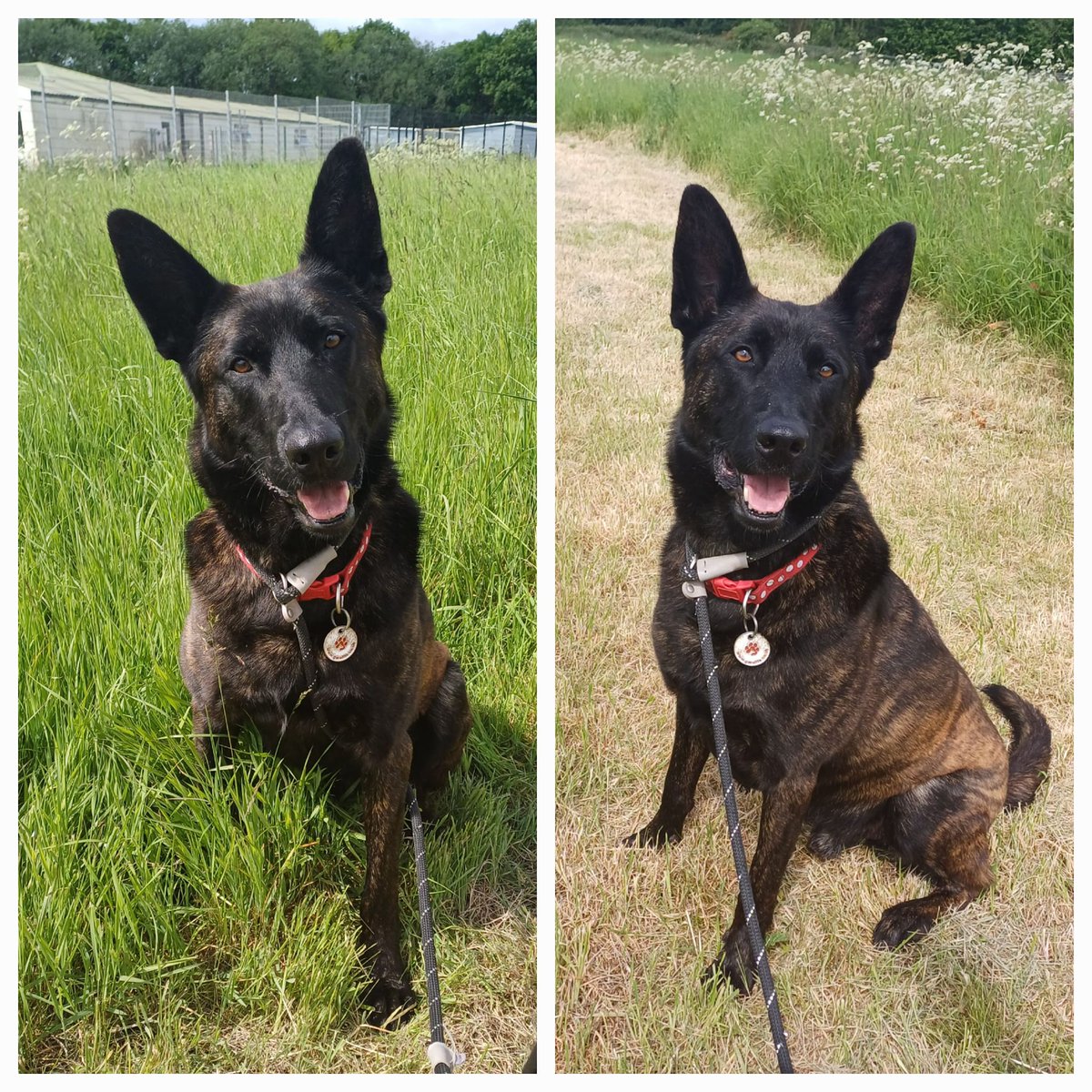 Dutch is 4yrs old and he is a very bright boy who loves to please his handler, Dutch does resource guard and we can only do so much on this issue in kennels so exp essential #dogs #germanshepherd #SouthYorkshire gsrelite.co.uk/dutch/