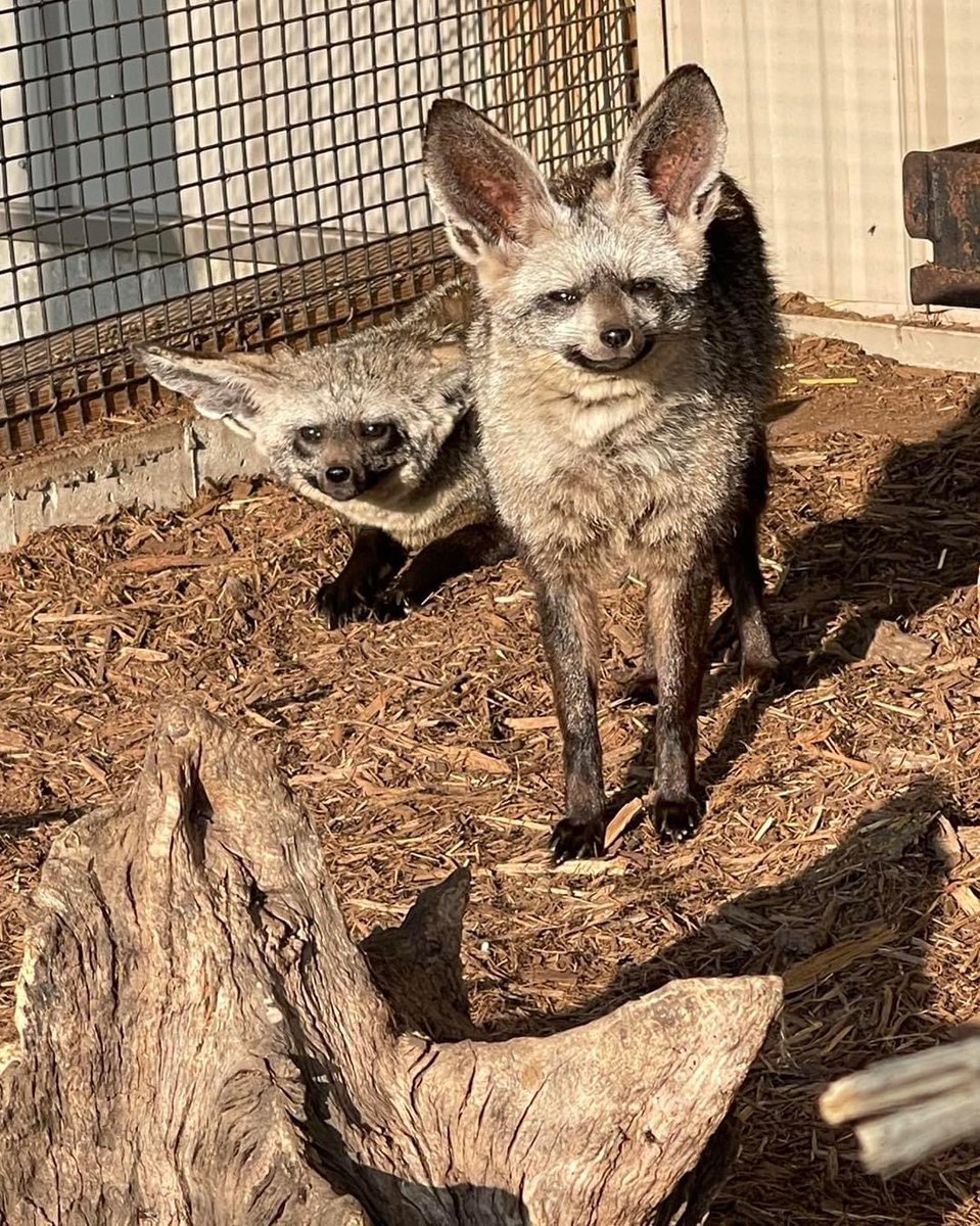 Bat-eared & Foxy. Not a bad way to go into a Monday. Visit these cuties (Bat-eared Foxes) during your next stop at Timbavati. Parks open daily 9am-5pm #unleashtheadventureattimbavati #batearedfox #foxy #animals #zoo #fyp #wisconsindells #lovethedells #picoftheday #lifeisgood