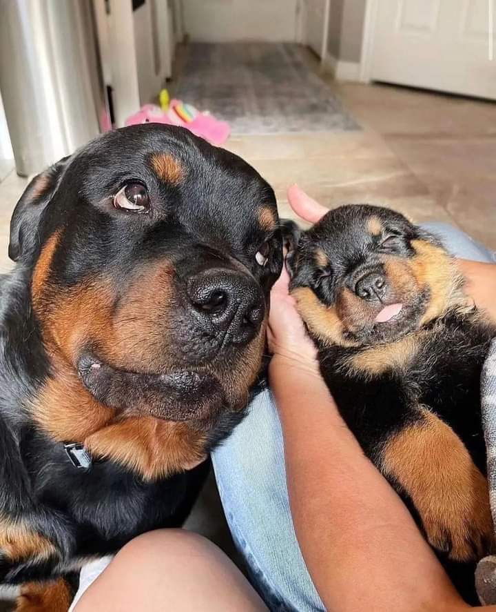 Rottweiler mom and her puppy ❤️🥰