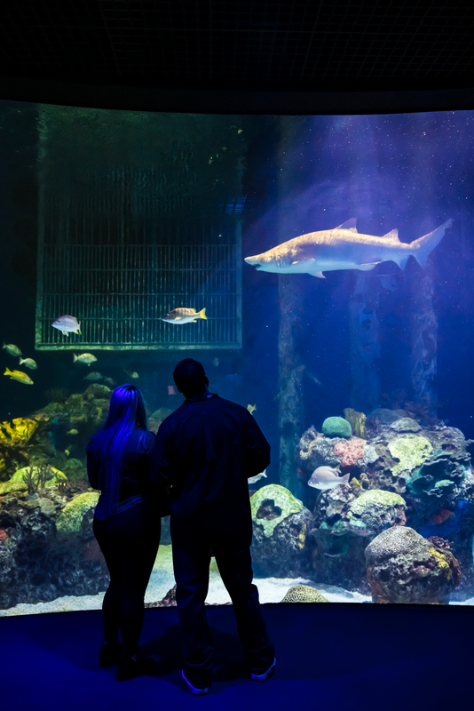 Make a splash and show love for conservation, cast your vote for our sister property, @WOWaquarium, as America's Best Aquarium! 🐠🐬 Don't wait too long - voting ends next Monday, May 13th:bit.ly/3Q7Y8VN #VoteWOW #WOWAquarium #BestAquarium #Conservation #VoteNow