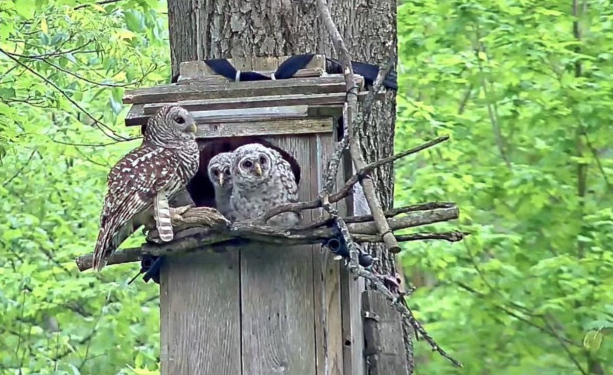 Now that the owlets on the @WBU_Owls cam have branched or fledged out of view from the cameras, we'll be ending the streams this afternoon. Give us a shout if you enjoyed the season & share your thanks for @WBU_Inc founder Jim Carpenter for sharing his backyard all season!