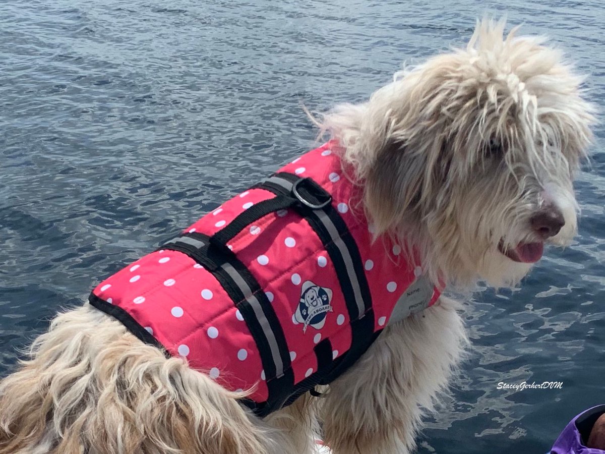 Anyone for a boat hair day?  #dogs, #doglovers, #nature, #boopmynose