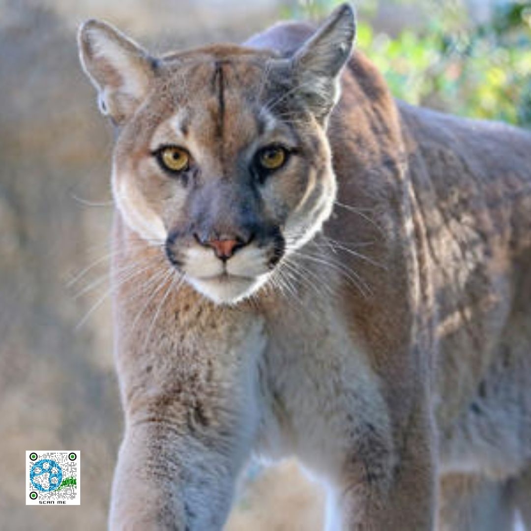 What To Do If You Encounter A Mountain Lion While Hiking Or Camping.

msn.com/en-us/health/w…

Follow us on Facebook! 
.
.
#reeltimeanimalrescue #animalrescue #bekindtoallkinds #choosecompassion #animalsanctuary #wildliferescue #rescuedog #animallovers #rescuedogsofinstagram #...
