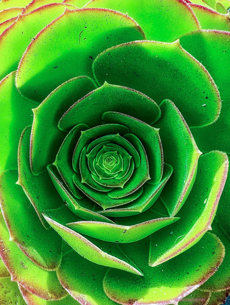 Good morning and happy Monday all nature and photography lovers!👋🏻😁

QP a photo depicting patterns.

Here’s mine: The intricate pattern inside a succulent plant.💚

#Patterns