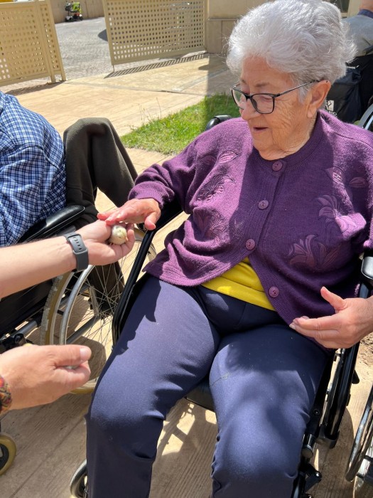 Inici del projecte Gallinae Gent Gran a L'Onada la Ràpita dlvr.it/T6VFN4